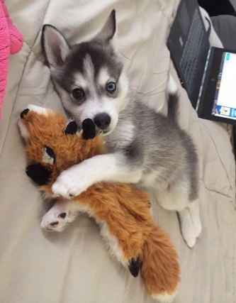 Dog 2