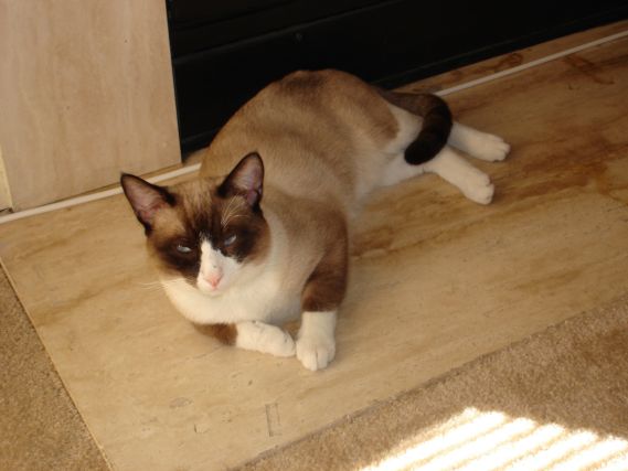 Cat 1