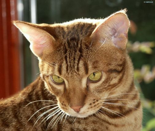 Cat 1