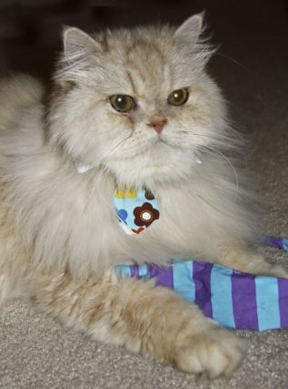 Cat 1
