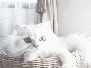 Cat 10