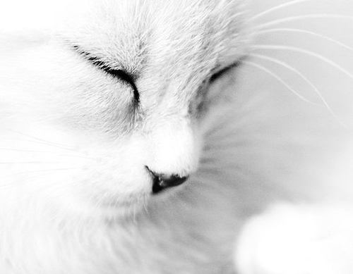 Cat 1