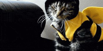 Cat 1
