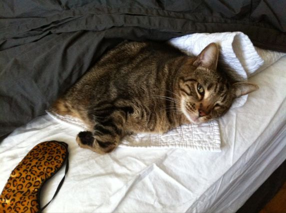 Cat 1