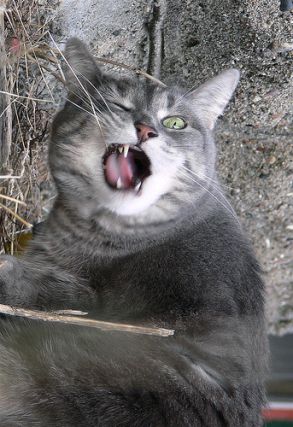 Cat 1