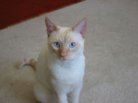 Cat 1