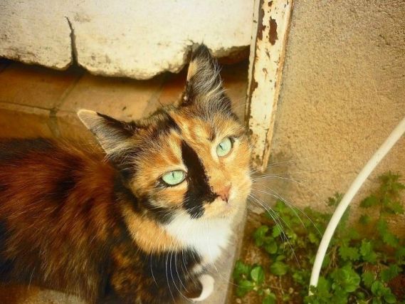 Cat 1