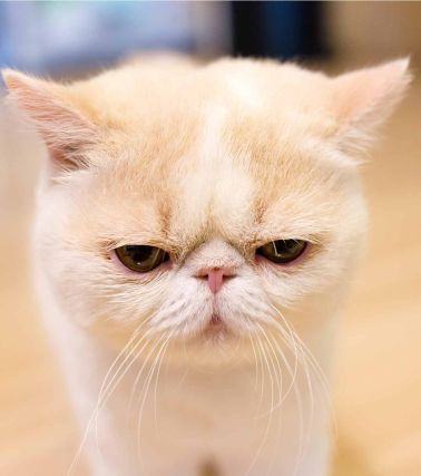 Cat 1