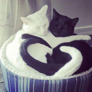 Cat 1