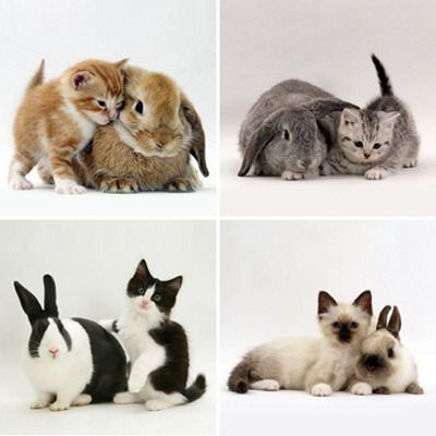 Cat 1