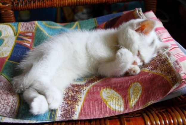 Cat 1