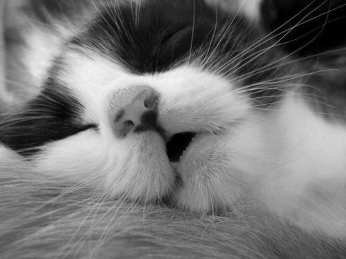 Cat 1