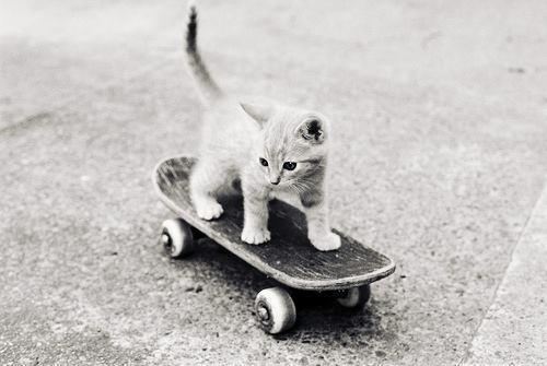 Cat 8