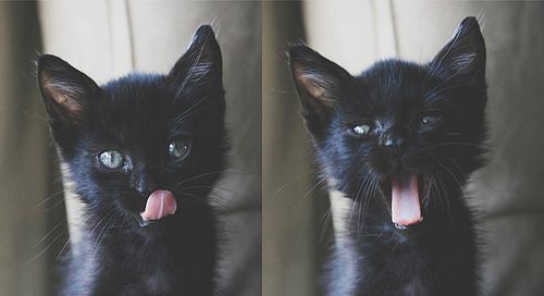 Cat 1