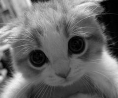 Cat 7