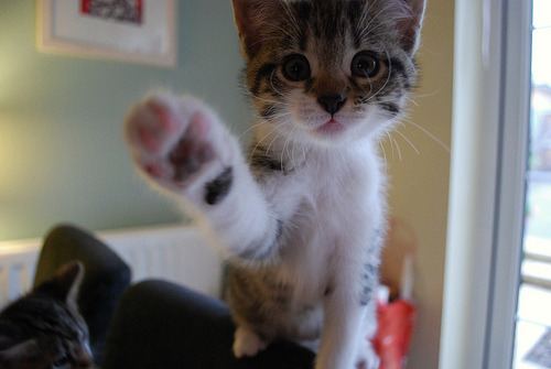 Cat 1