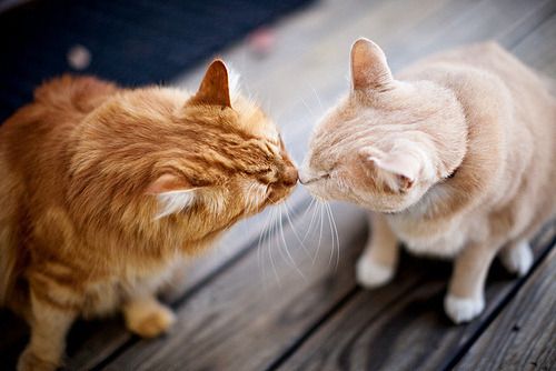 Cat 1