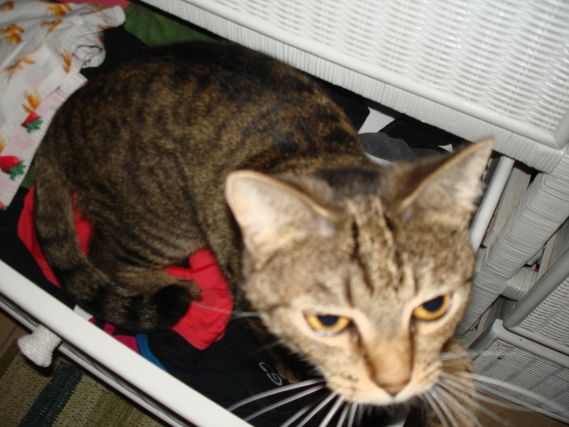 Cat 1