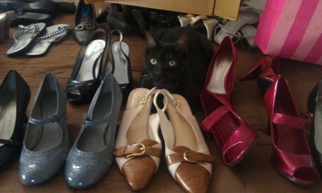 Cat 1