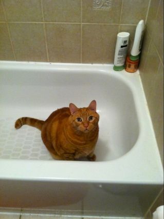 Cat 1