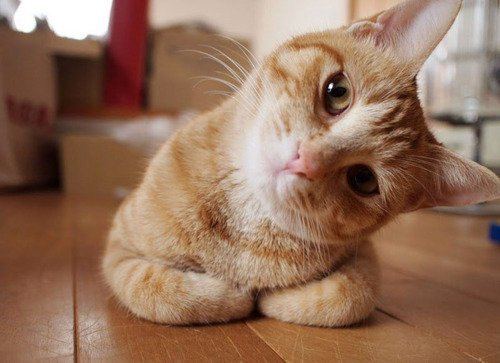 Cat 1