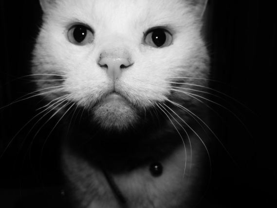 Cat 1