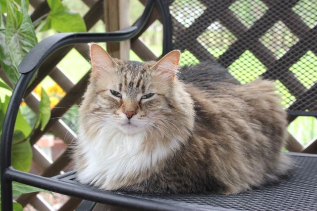Cat 1