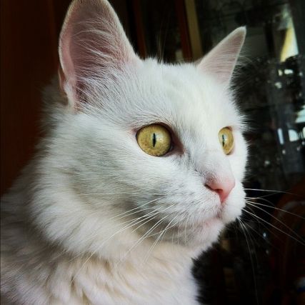 Cat 1