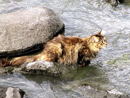 Cat 10