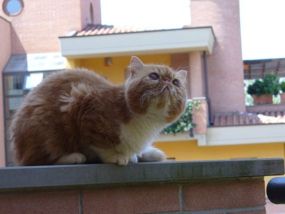 Cat 1