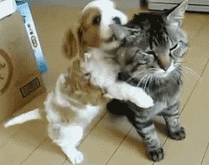 Cat 1