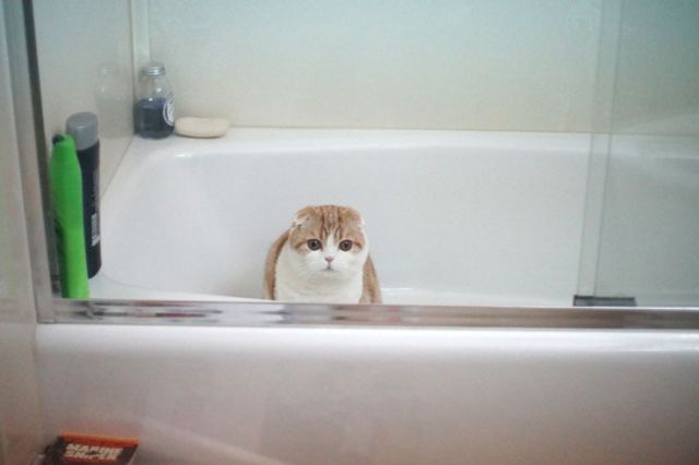 Cat 1