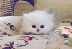 Cat 1