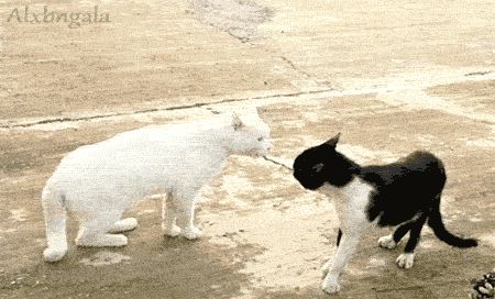 Cat 1