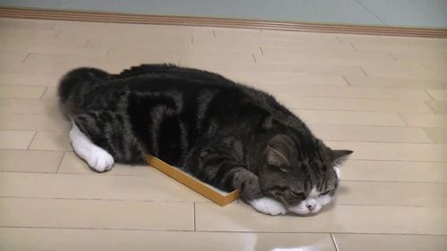 Cat 1