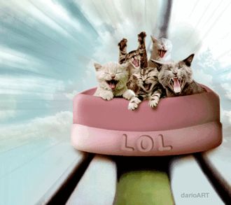 Cat 1