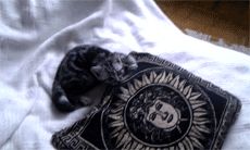 Cat 1