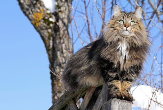 Cat 1