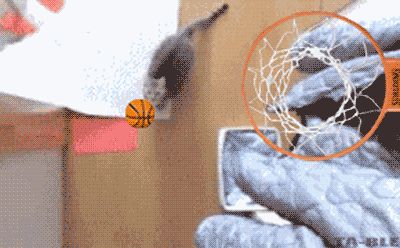 Cat 1
