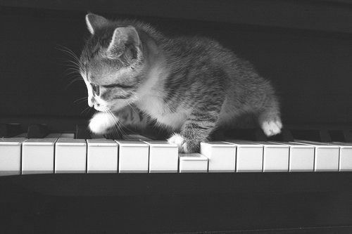 Cat 1
