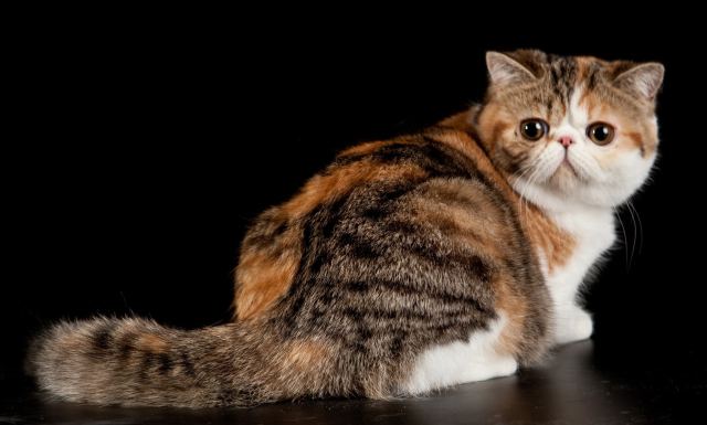 Cat 10