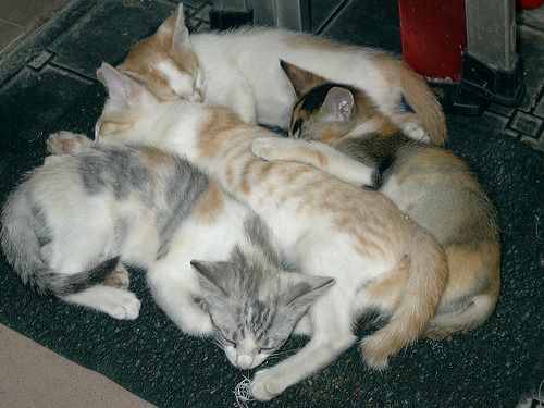 Cat 1