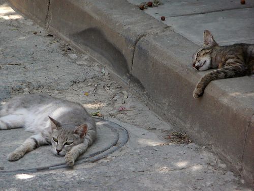Cat 1