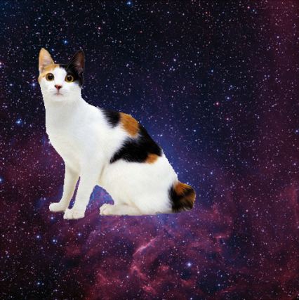 Cat 1