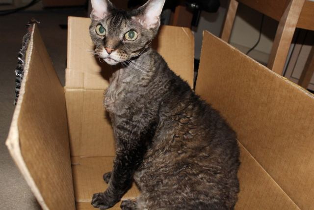 Cat 8