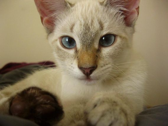 Cat 1