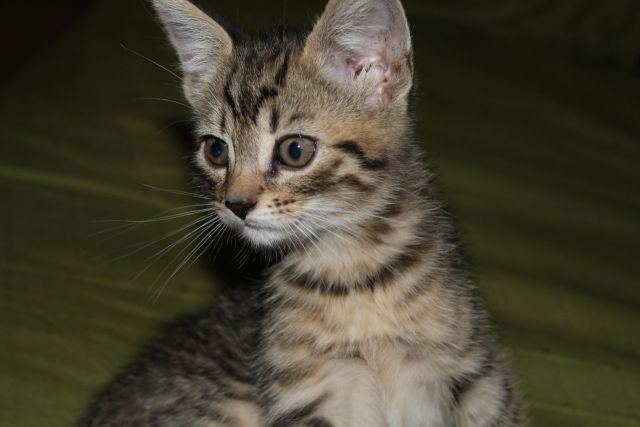 Cat 1