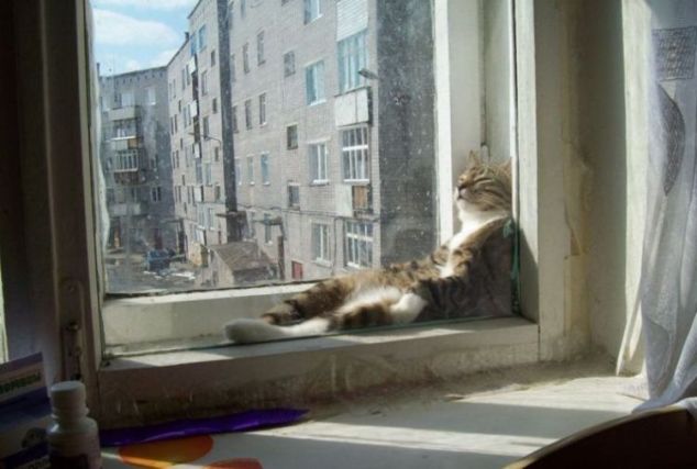 Cat 1