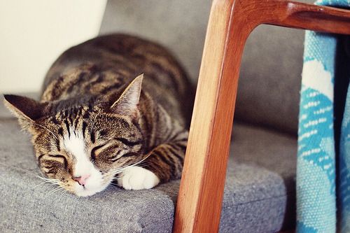 Cat 1