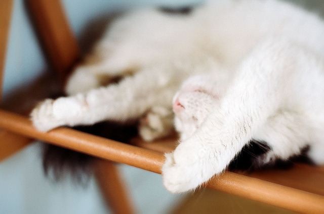 Cat 10